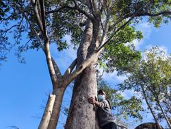 Đâu rồi, bóng cây kơ nia!