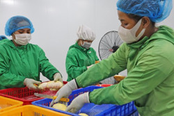 Xuất khẩu nông sản sang thị trường Trung Quốc: Cần thích ứng với những quy định mới