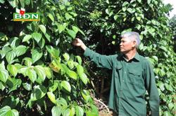 Cẩn trọng khi bán tiêu xanh Sri Lanka