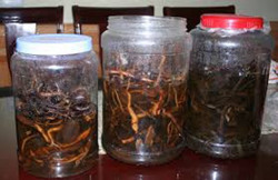 Cảnh báo ngộ độc thực phẩm do độc tố tự nhiên