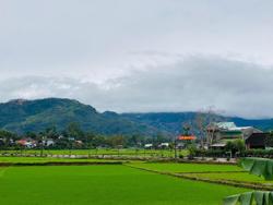 Cho phép người không sản xuất nông nghiệp được nhận chuyển nhượng đất trồng lúa?