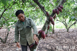 Huyện Lắk: Hơn 51 nghìn lượt hộ nghèo và đối tượng chính sách được vay vốn theo Nghị định 78/2002/NĐ-CP