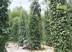 Đắk Song triển khai Chương trình cảnh quan hồ tiêu