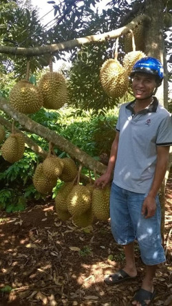 Thu nhập khá từ chuyên canh sầu riêng Dona
