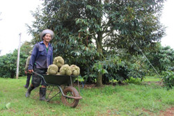 Sẵn sàng chuẩn bị cho sầu riêng Đắk Lắk xuất khẩu chính ngạch