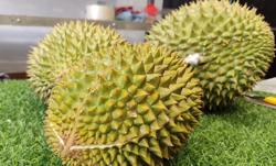 Ngăn chặn gian lận trong xuất khẩu sầu riêng sang Trung Quốc