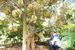 Hiện thực hóa thương hiệu “Sầu riêng Cư Kuin”: Triển vọng từ các chuỗi liên kết