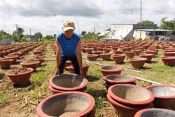 Nông dân Tân Hòa xuống giống hoa cúc vụ Tết
