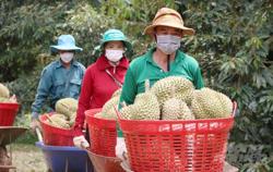 Chuẩn bị chỉn chu nhất cho ngày vui của sầu riêng