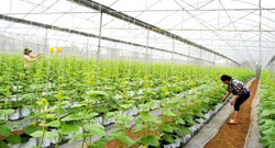 Thiếu hụt lao động trẻ trong nông nghiệp