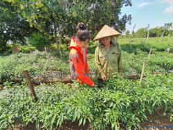 Gieo "sắc đỏ" trên vùng biên