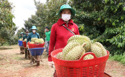 Tiến tới xây dựng hệ sinh thái cho sầu riêng xuất khẩu