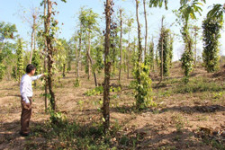 Bảo hiểm nông nghiệp: Vì sao nông dân chưa "mặn mà"?