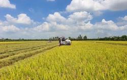 Tăng cường trồng lúa chất lượng cao