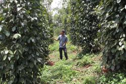 Chăm sóc vườn hồ tiêu thời kỳ nuôi quả