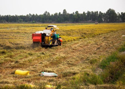 Thêm cơ hội cho xuất khẩu gạo