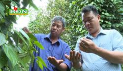 Thu tiền tỷ nhờ trồng tiêu hữu cơ