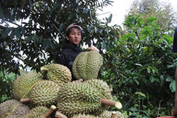 Tìm giải pháp phát triển sầu riêng bền vững