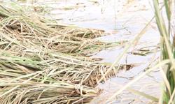 Hơn 2.000ha lúa ngập mất trắng, dân nguy cơ thiếu đói