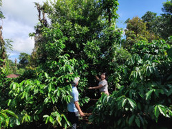 Để tăng hiệu quả trồng xen mắc ca trong vườn cà phê