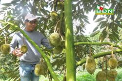 Hướng tới chuẩn hóa các vùng trồng sầu riêng