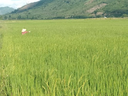 Dồn điền, đổi thửa, xây dựng cánh đồng mẫu lớn