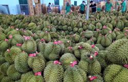 Đăk Lăk đề xuất là tỉnh đầu tiên xuất khẩu sầu riêng sang Trung Quốc