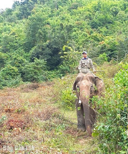 Một hộ dân chuyển giao voi nhà cho Tổ chức Động vật châu Á     