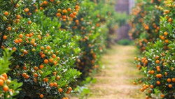 Tết Nguyên đán: Bắc Bộ chủ yếu mưa phùn, trời rét