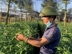 Thời tiết bất thường, nhiều nông dân lo... "mất" Tết