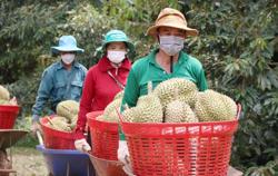 Sầu riêng tăng giá nhưng 'sầu chung' vẫn còn