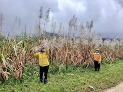 Huyện M’Drắk: Vụ thu hoạch mía, nông dân như "ngồi trên lửa"