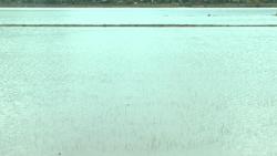 Huyện Lắk: Hơn 300 ha lúa vụ đông xuân bị ngập