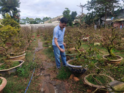 Kỹ thuật chăm sóc hoa mai vàng nở đúng dịp Tết