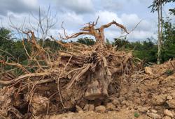 Múc trót lọt 11.000m2 đất rừng giữa thành phố làm dự án ngàn tỉ