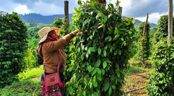 Tận dụng tốt tiềm năng, lợi thế để phát triển