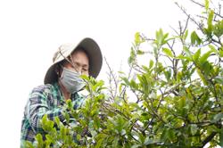 Cận Tết, việc làm thời vụ nhiều