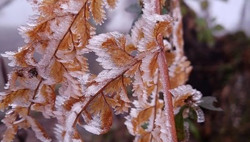 Bắc Bộ mưa rét, vùng núi cao khả năng xảy ra băng giá