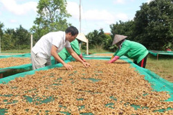 Khơi dậy giá trị đặc biệt của cà phê Robusta
