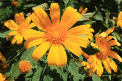 “Căn cước xanh” của Tây Nguyên