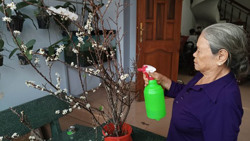 Độc đáo thú chơi... "cành củi khô"