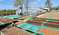 Sản lượng xuất khẩu cà phê của Đắk Lắk cao kỷ lục