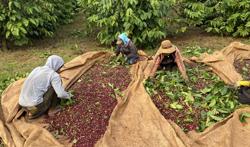 Canh tác cà phê thông minh tăng lợi nhuận trên 20%