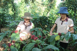 Tinh hoa đất rừng trong ly cà phê