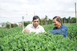 Làng hoa, cây cảnh vào vụ Tết