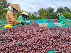 Phát huy vai trò trụ cột của nền kinh tế