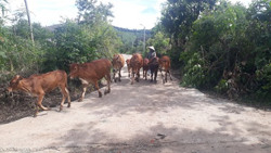 Ngăn chặn vận chuyển, buôn bán trâu, bò trái phép qua biên giới