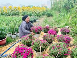 Hoa kiểng, trái cây: Khách chuộng hàng mới, lạ