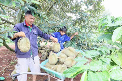 Vụ mùa sầu riêng 2023: Câu hỏi lớn về kết nối cung - cầu