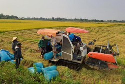 Hành trình của cây lúa Ea Súp